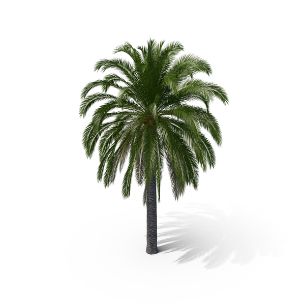 Canary Island Date Palm PNG Images & PSDs for Download | PixelSquid ...