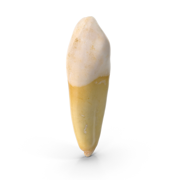 Incisor: Canine Upper Jaw PNG & PSD Images Incisor: Canine Upper Jaw PNG & PSD Images