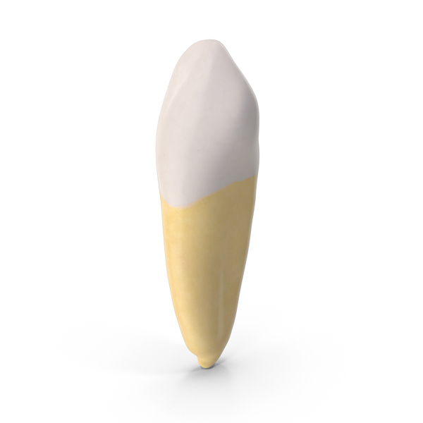 Teeth: Canine Upper Jaw PNG & PSD Images Teeth: Canine Upper Jaw PNG & PSD Images