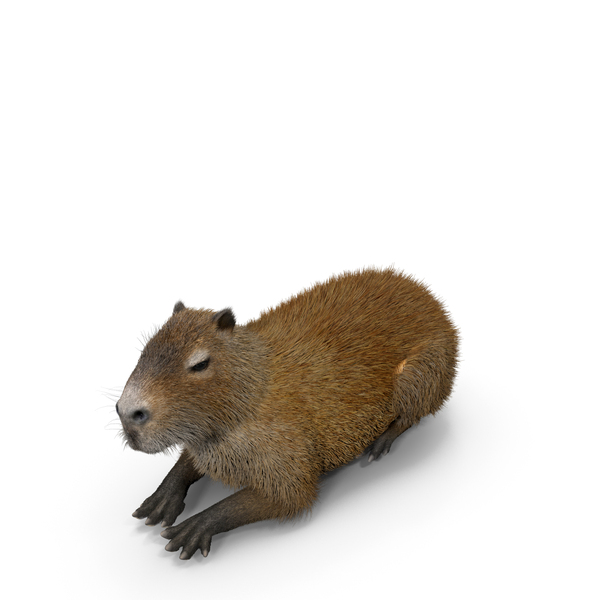 Capybara Lying Pose Fur PNG & PSD Images