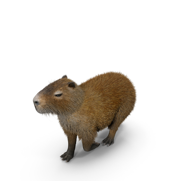 Capybara Walking Pose Fur PNG & PSD Images Capybara Walking Pose Fur PNG & PSD Images