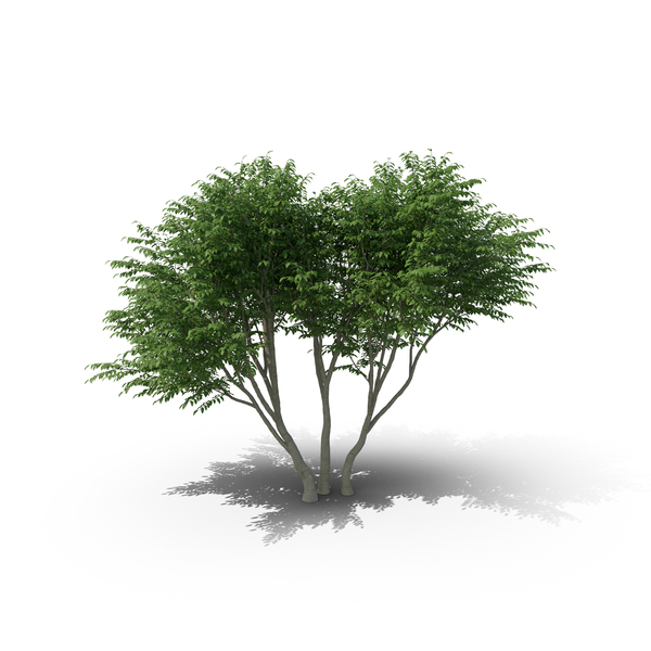 Shrub: Caragana PNG & PSD Images Shrub: Caragana PNG & PSD Images
