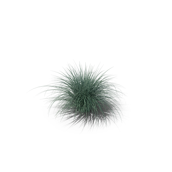 Carex Ornithopoda PNG Images & PSDs for Download | PixelSquid - S118707180