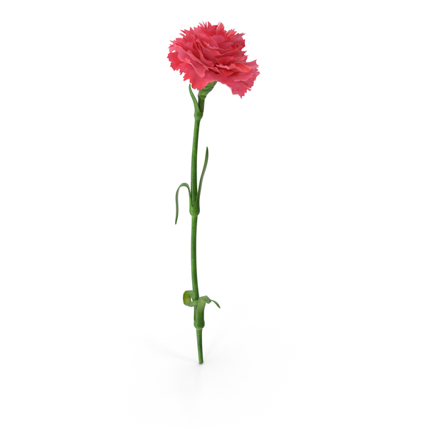 Carnation PNG & PSD Images Carnation PNG & PSD Images