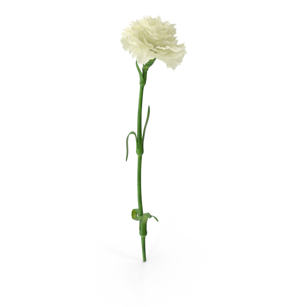 Carnation PNG & PSD Images Carnation PNG & PSD Images