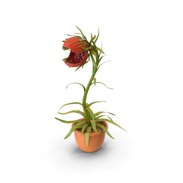 Carnivorous Plant PNG & PSD Images Carnivorous Plant PNG & PSD Images