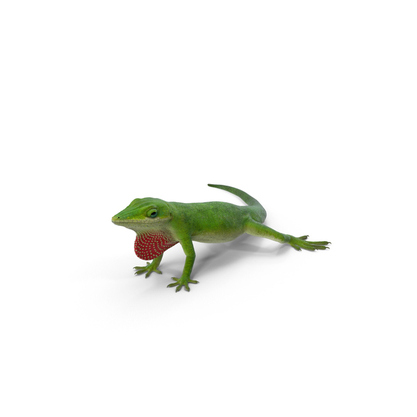 Carolina Anole Lizard PNG & PSD Images Carolina Anole Lizard PNG & PSD Images