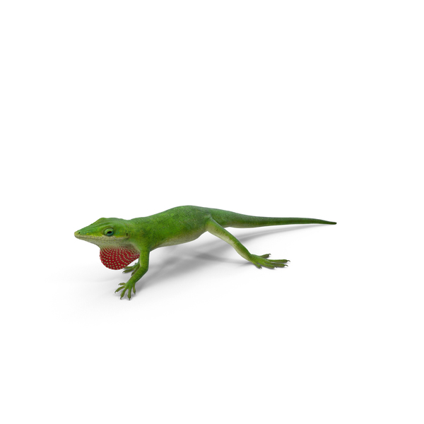 Carolina Anole Lizard PNG & PSD Images Carolina Anole Lizard PNG & PSD Images