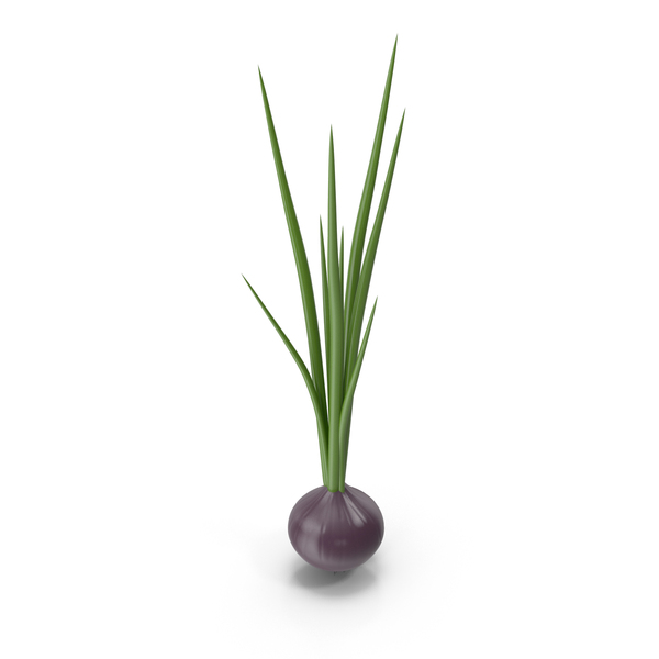 Cartoon Onion PNG & PSD Images Cartoon Onion PNG & PSD Images