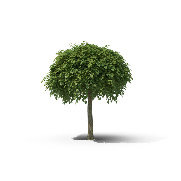 Deciduous: Catalpa Tree PNG & PSD Images Deciduous: Catalpa Tree PNG & PSD Images