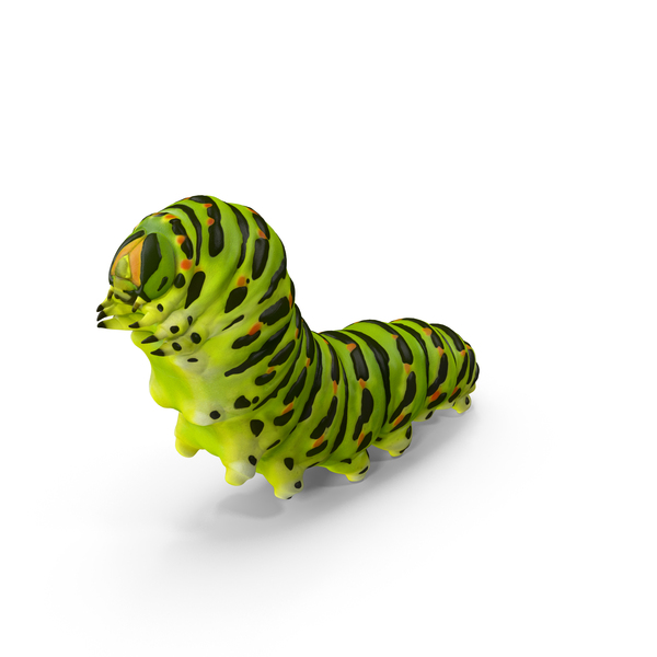 Caterpillar Pose PNG & PSD Images