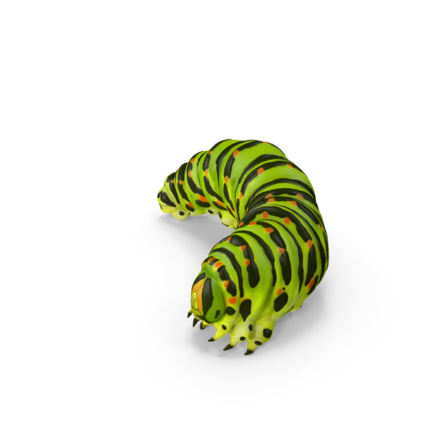 Caterpillar with Fur PNG & PSD Images