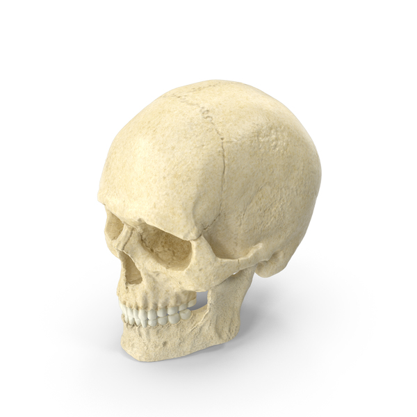 Caucasoid Male Skull PNG & PSD Images Caucasoid Male Skull PNG & PSD Images