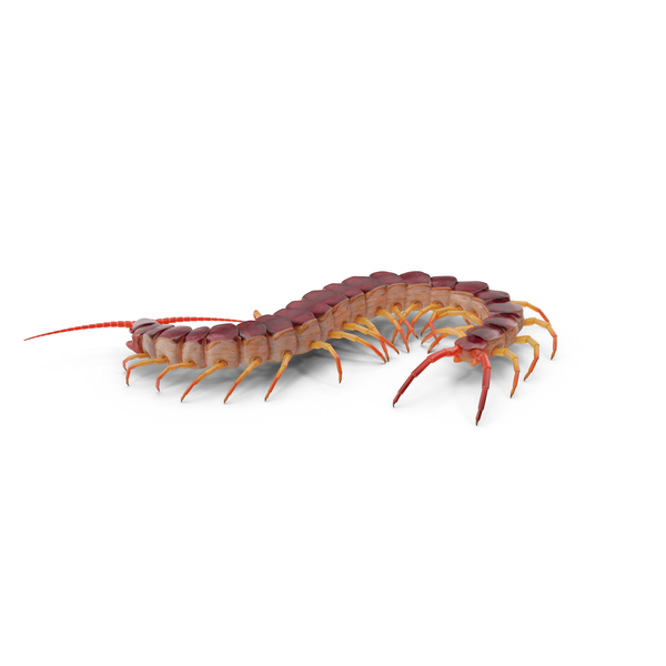 Centipede PNG & PSD Images