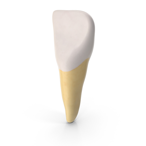 Teeth: Central Incisor Upper Jaw PNG & PSD Images Teeth: Central Incisor Upper Jaw PNG & PSD Images