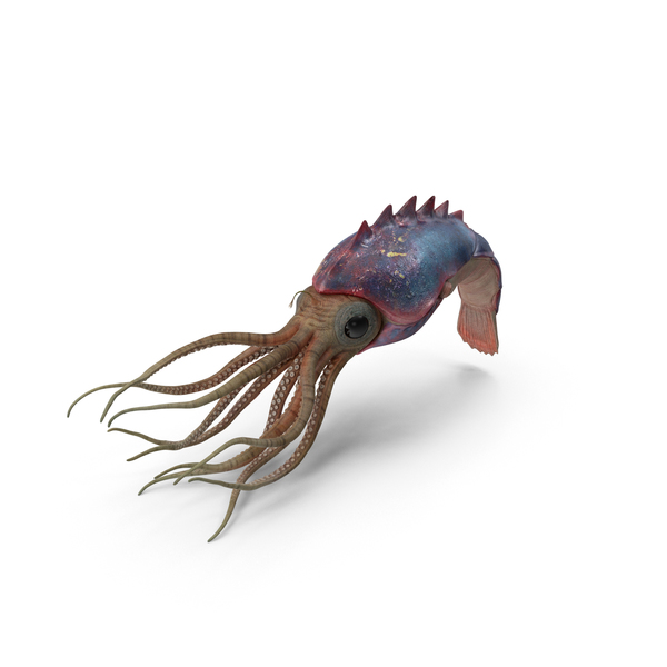 Cephalopods: Cephalopod PNG & PSD Images