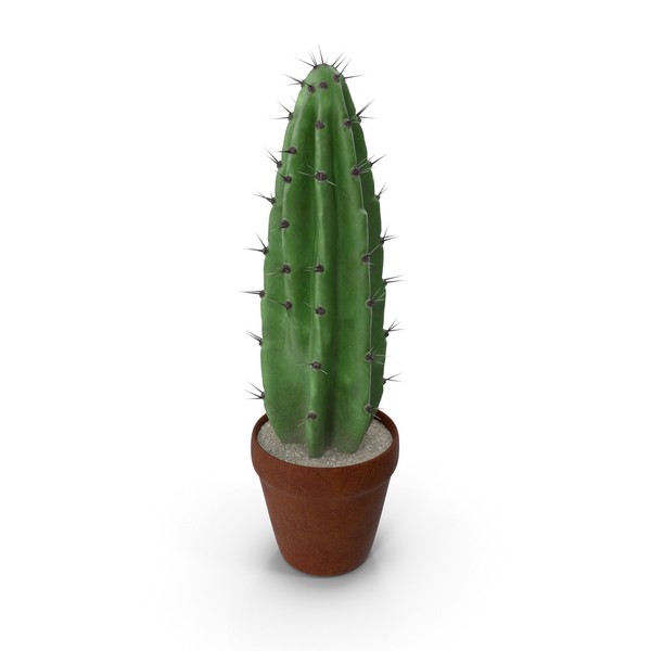 Cereus Peruvianus Cactus PNG & PSD Images Cereus Peruvianus Cactus PNG & PSD Images