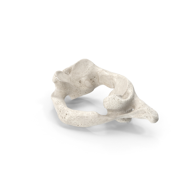 Spine: Cervical Vertebrae C1 Atlas White PNG & PSD Images Spine: Cervical Vertebrae C1 Atlas White PNG & PSD Images