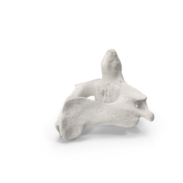 Spine: Cervical Vertebrae C2 Axis White PNG & PSD Images Spine: Cervical Vertebrae C2 Axis White PNG & PSD Images