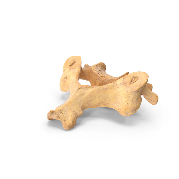 Spine: Cervical Vertebrae C3 to C6 PNG & PSD Images Spine: Cervical Vertebrae C3 to C6 PNG & PSD Images