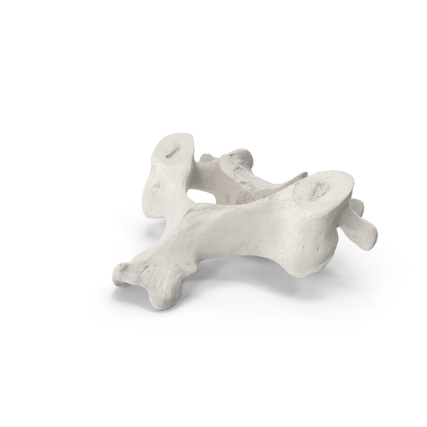 Spine: Cervical Vertebrae C3 to C6 White PNG & PSD Images Spine: Cervical Vertebrae C3 to C6 White PNG & PSD Images