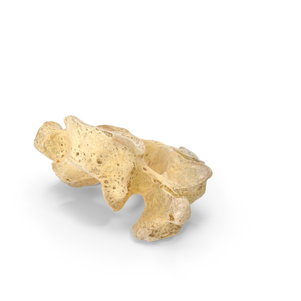 Spine: Cervical Vertebrae C7 PNG & PSD Images Spine: Cervical Vertebrae C7 PNG & PSD Images