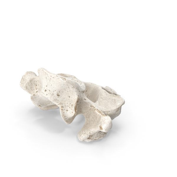 Spine: Cervical Vertebrae C7 White PNG & PSD Images Spine: Cervical Vertebrae C7 White PNG & PSD Images