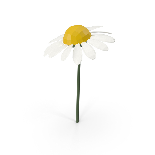 Chamomile PNG & PSD Images Chamomile PNG & PSD Images