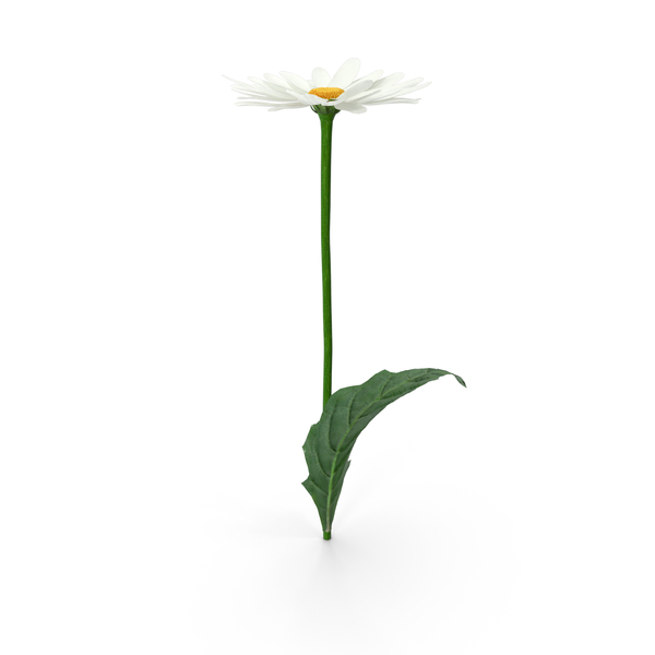 Chamomile Flower PNG & PSD Images