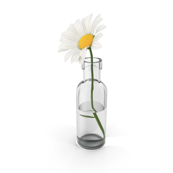 Chamomile PNG & PSD Images Chamomile PNG & PSD Images