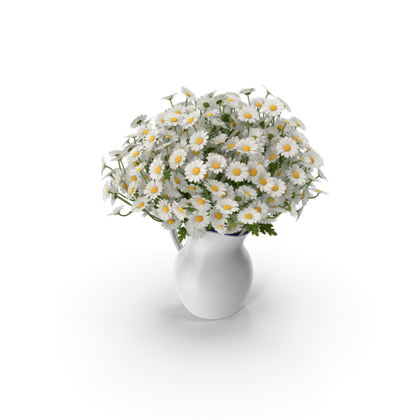 Chamomile PNG & PSD Images Chamomile PNG & PSD Images