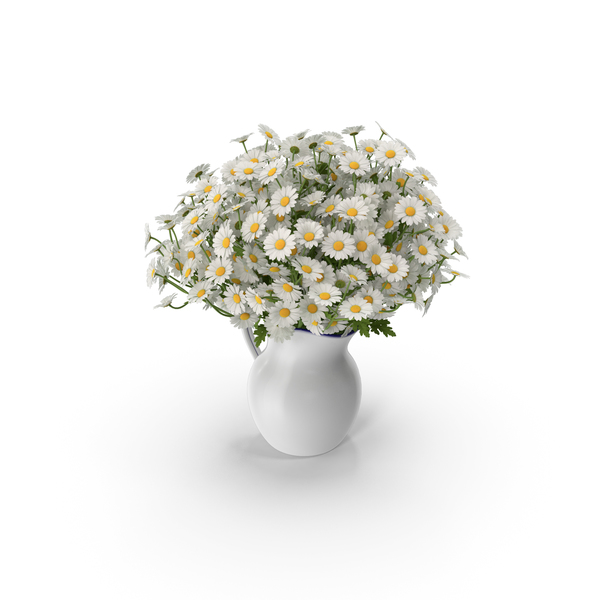 Chamomile PNG & PSD Images Chamomile PNG & PSD Images