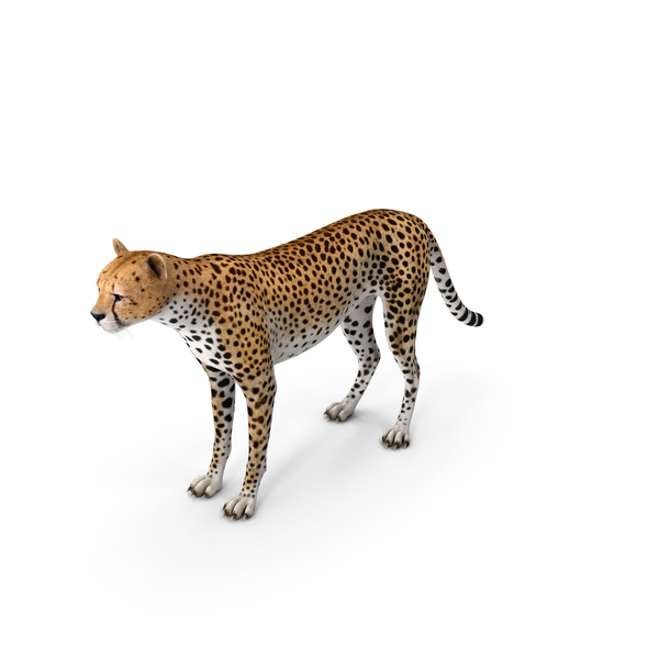Cheetah PNG & PSD Images Cheetah PNG & PSD Images