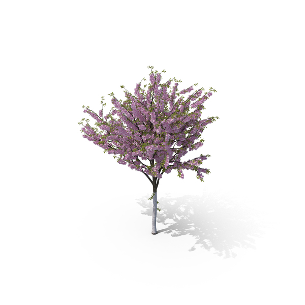 Cherry Tree PNG & PSD Images Cherry Tree PNG & PSD Images
