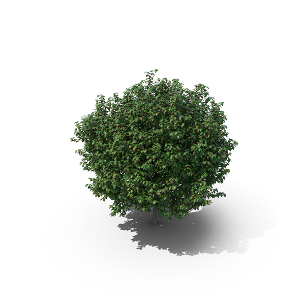 Cherry Tree PNG & PSD Images Cherry Tree PNG & PSD Images