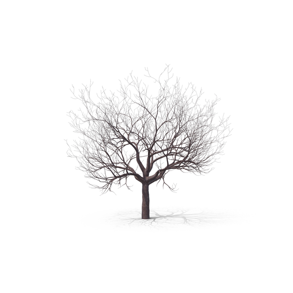 Tree: Cherry PNG & PSD Images Tree: Cherry PNG & PSD Images