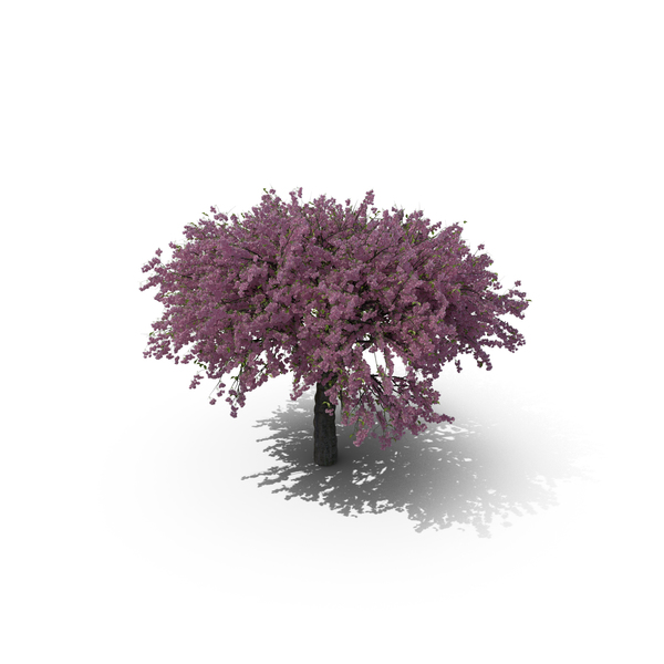 Cherry Tree PNG & PSD Images Cherry Tree PNG & PSD Images