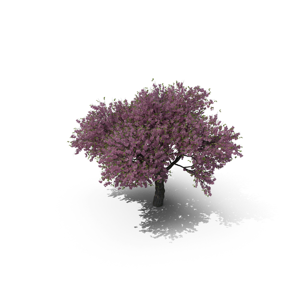 Cherry Tree PNG & PSD Images Cherry Tree PNG & PSD Images