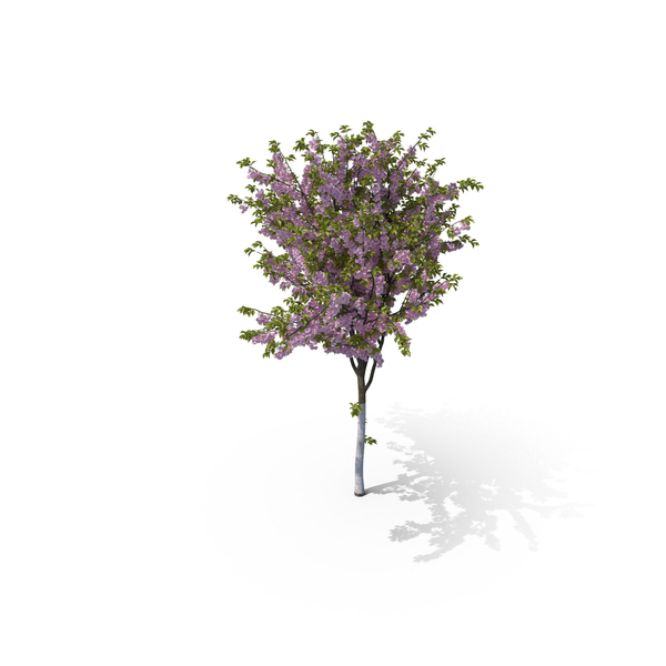 Cherry Tree PNG & PSD Images Cherry Tree PNG & PSD Images