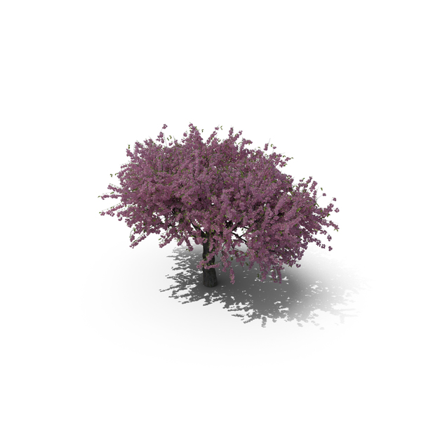 Cherry Tree PNG & PSD Images