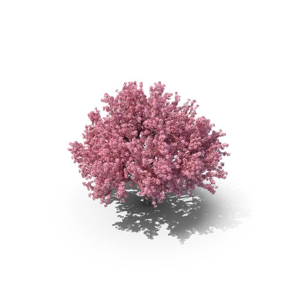 Cherry Tree PNG & PSD Images Cherry Tree PNG & PSD Images
