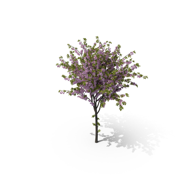 Cherry Tree PNG & PSD Images Cherry Tree PNG & PSD Images