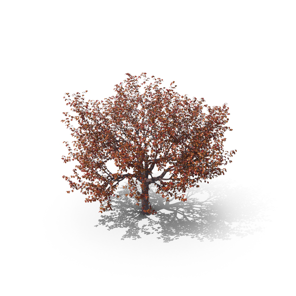 Cherry Tree Autumn PNG & PSD Images Cherry Tree Autumn PNG & PSD Images