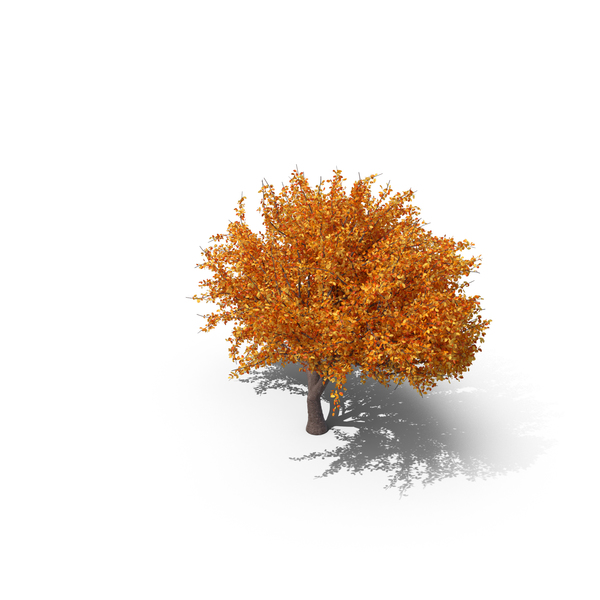 Cherry Tree Autumn PNG & PSD Images Cherry Tree Autumn PNG & PSD Images