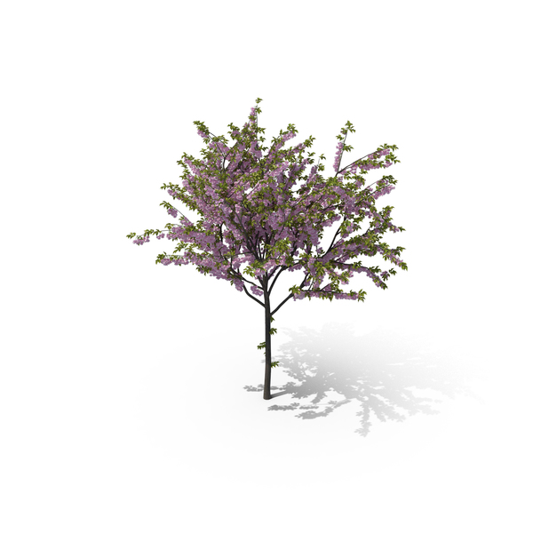 Cherry Tree PNG & PSD Images Cherry Tree PNG & PSD Images