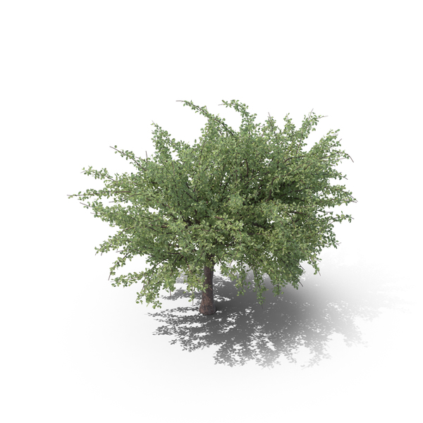 Cherry Tree PNG & PSD Images Cherry Tree PNG & PSD Images
