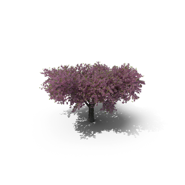 Cherry Tree PNG & PSD Images Cherry Tree PNG & PSD Images