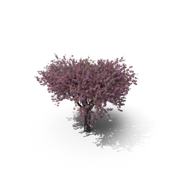 Cherry Tree PNG & PSD Images Cherry Tree PNG & PSD Images