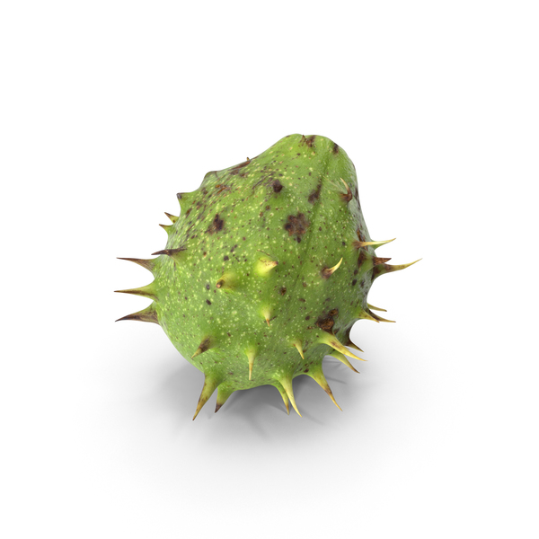 Chestnut PNG & PSD Images Chestnut PNG & PSD Images