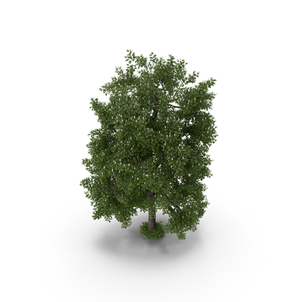 Chestnut Tree PNG & PSD Images Chestnut Tree PNG & PSD Images